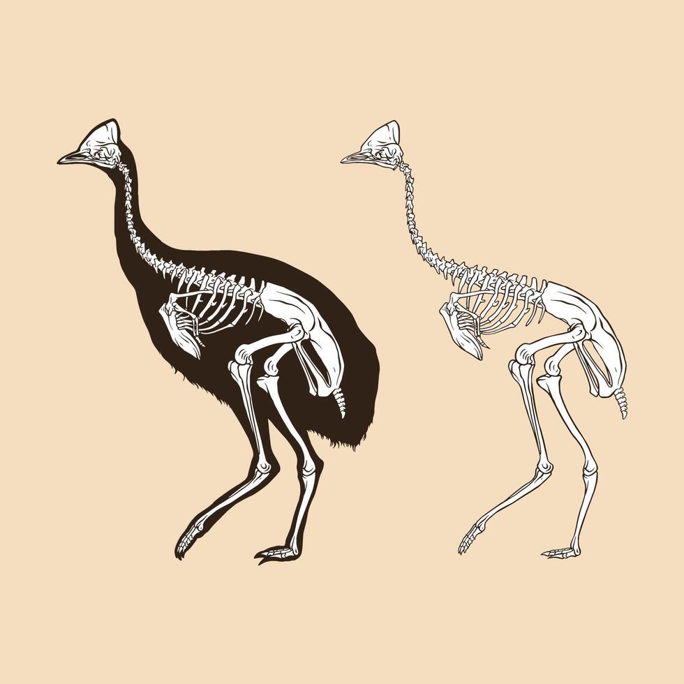 Skeleton cassowary vector illustration