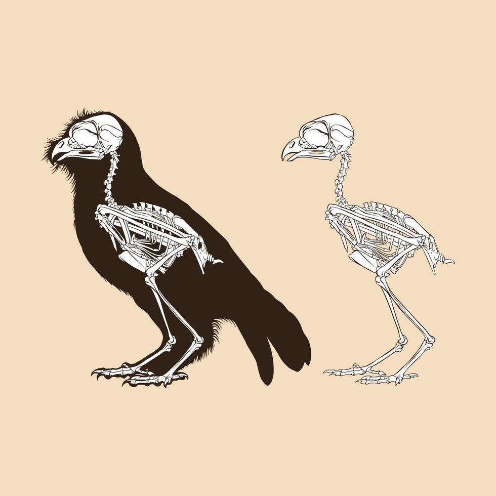 Skeleton bird antique vector illustration