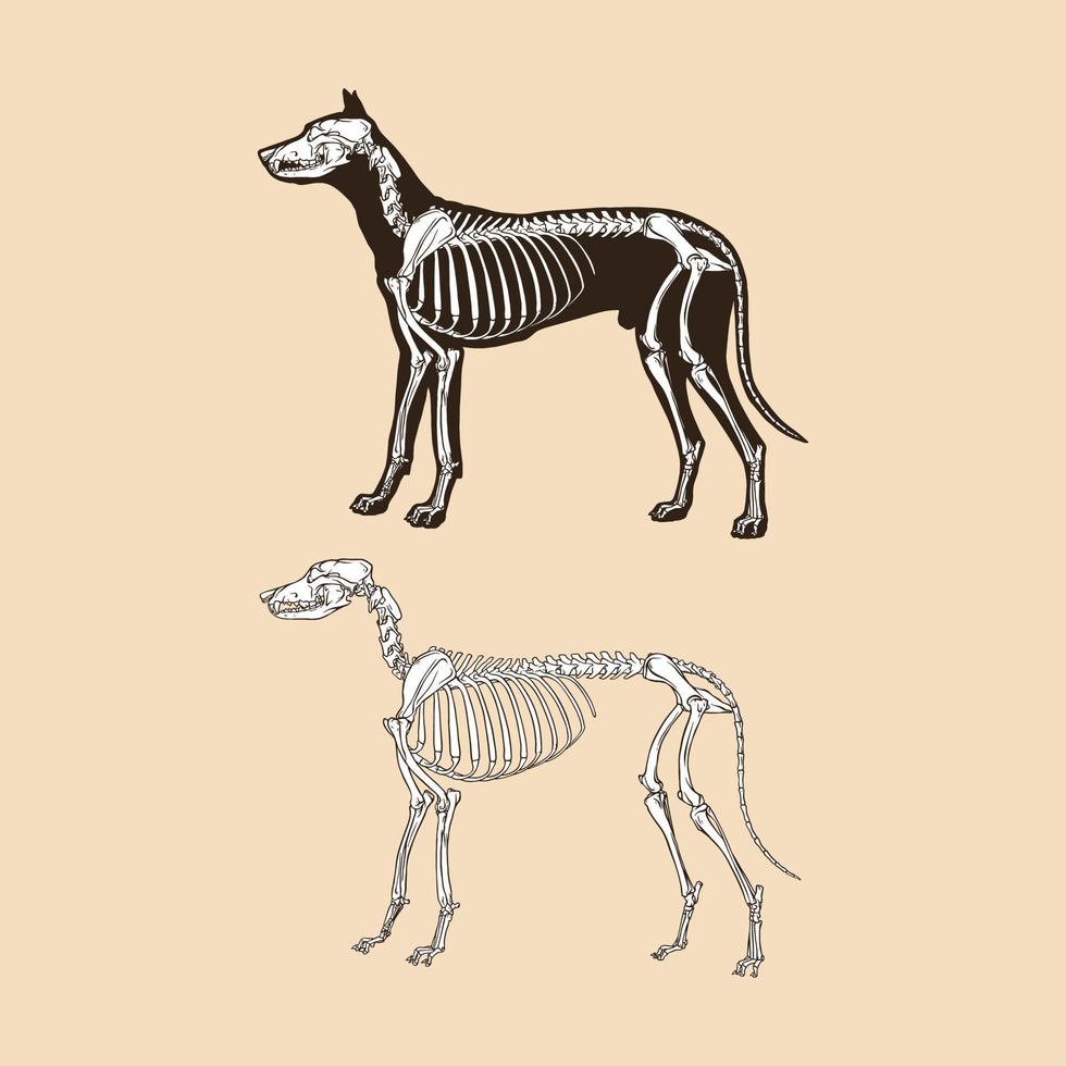 Ilustración de vector de perro esqueleto