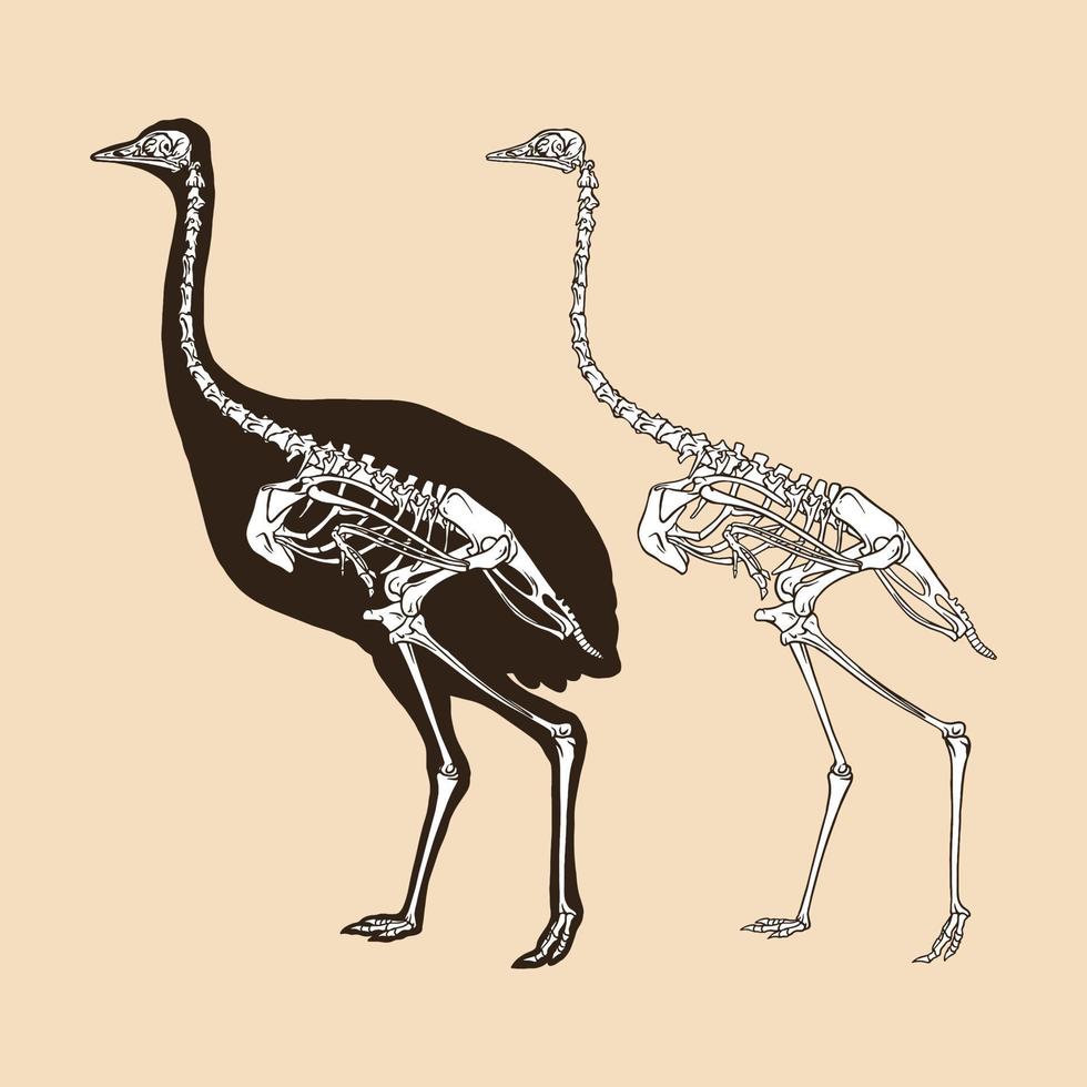 Skeleton greater rhea vector illustration