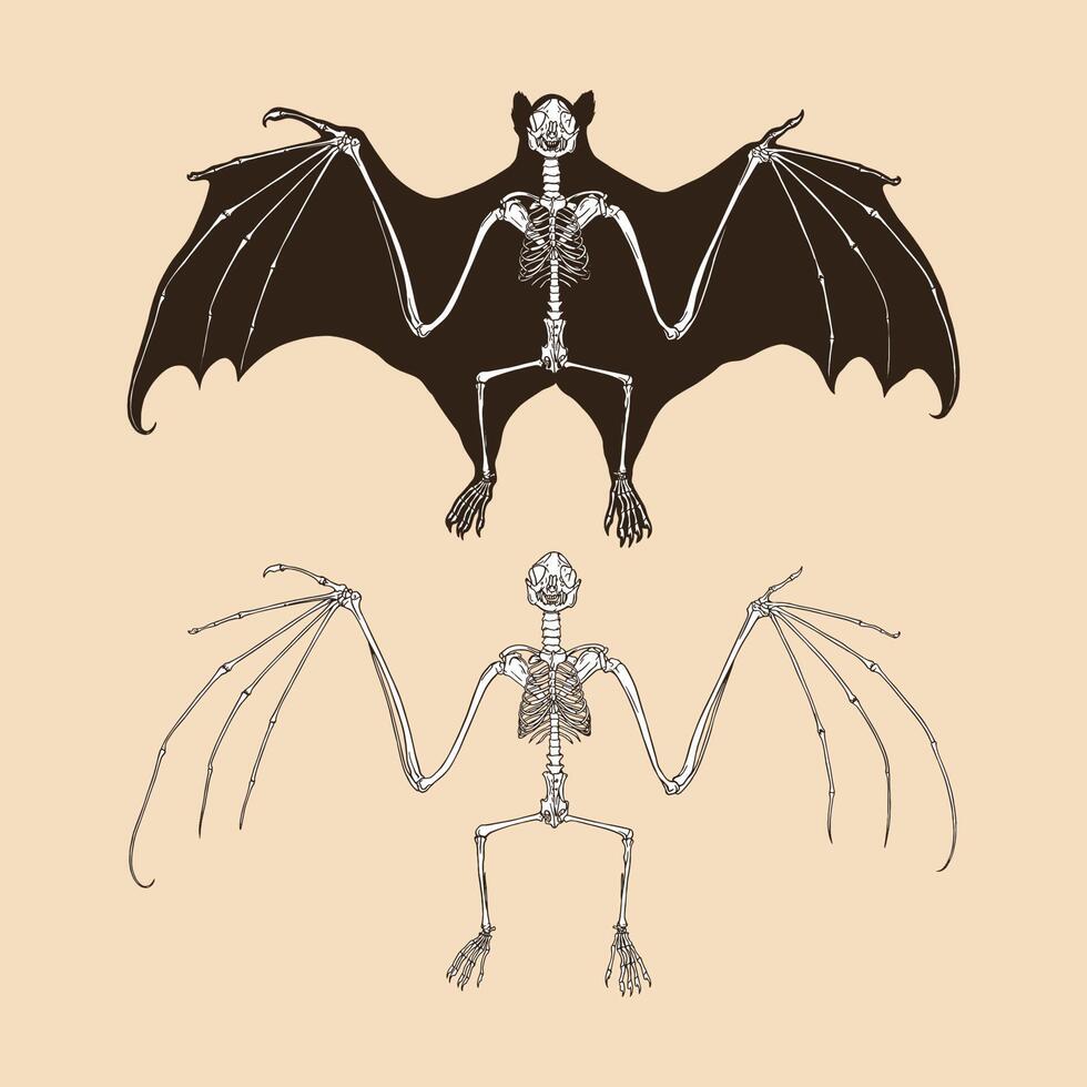 Skeleton fruit bat vector illustration