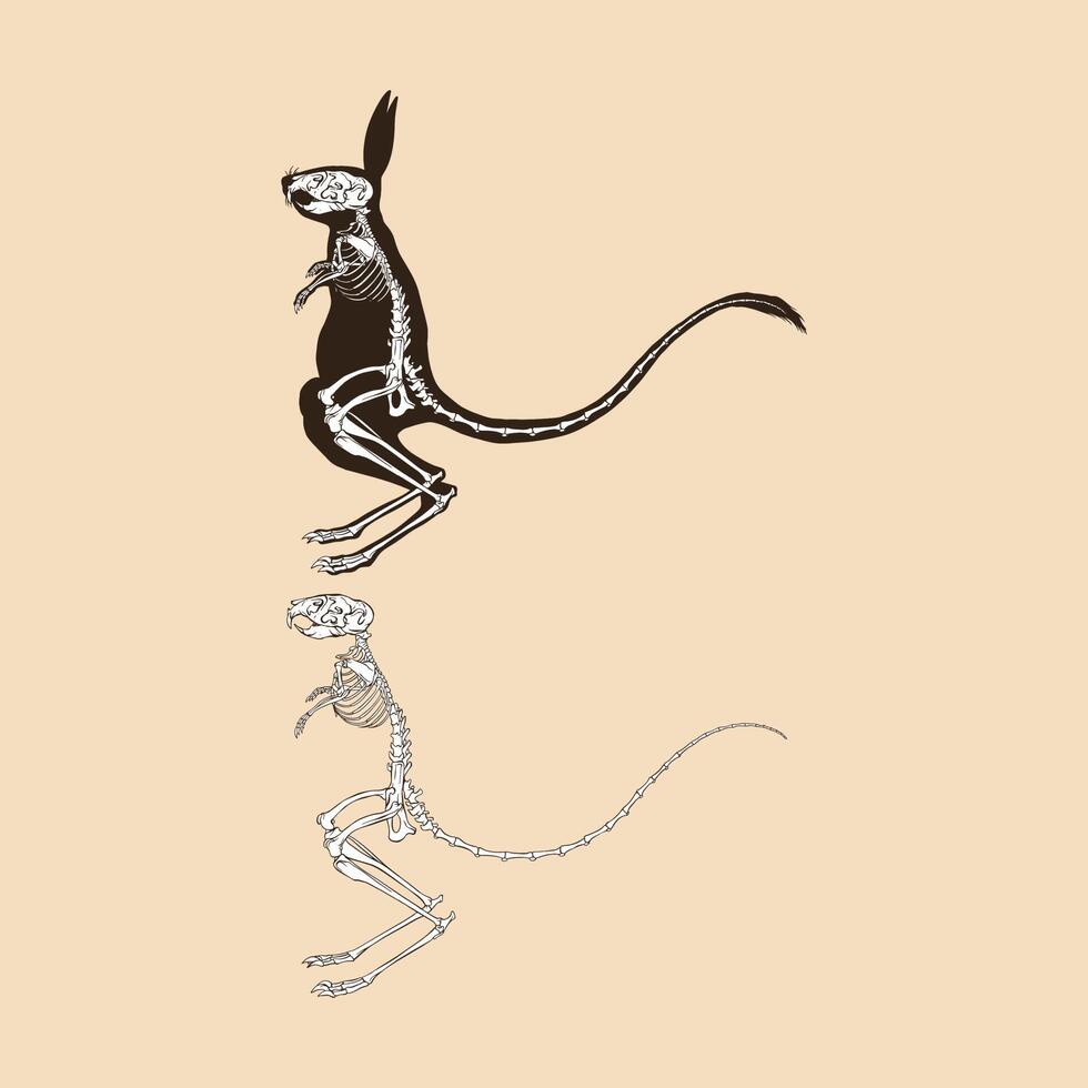 Skeleton greater egyptian jerboa vector illustration 12761844 Vector