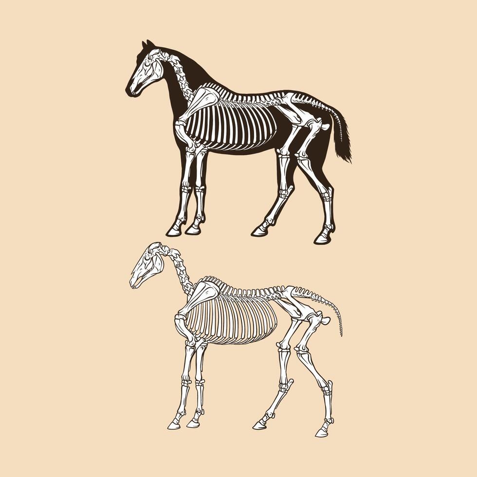 Skeleton horse vector illustration