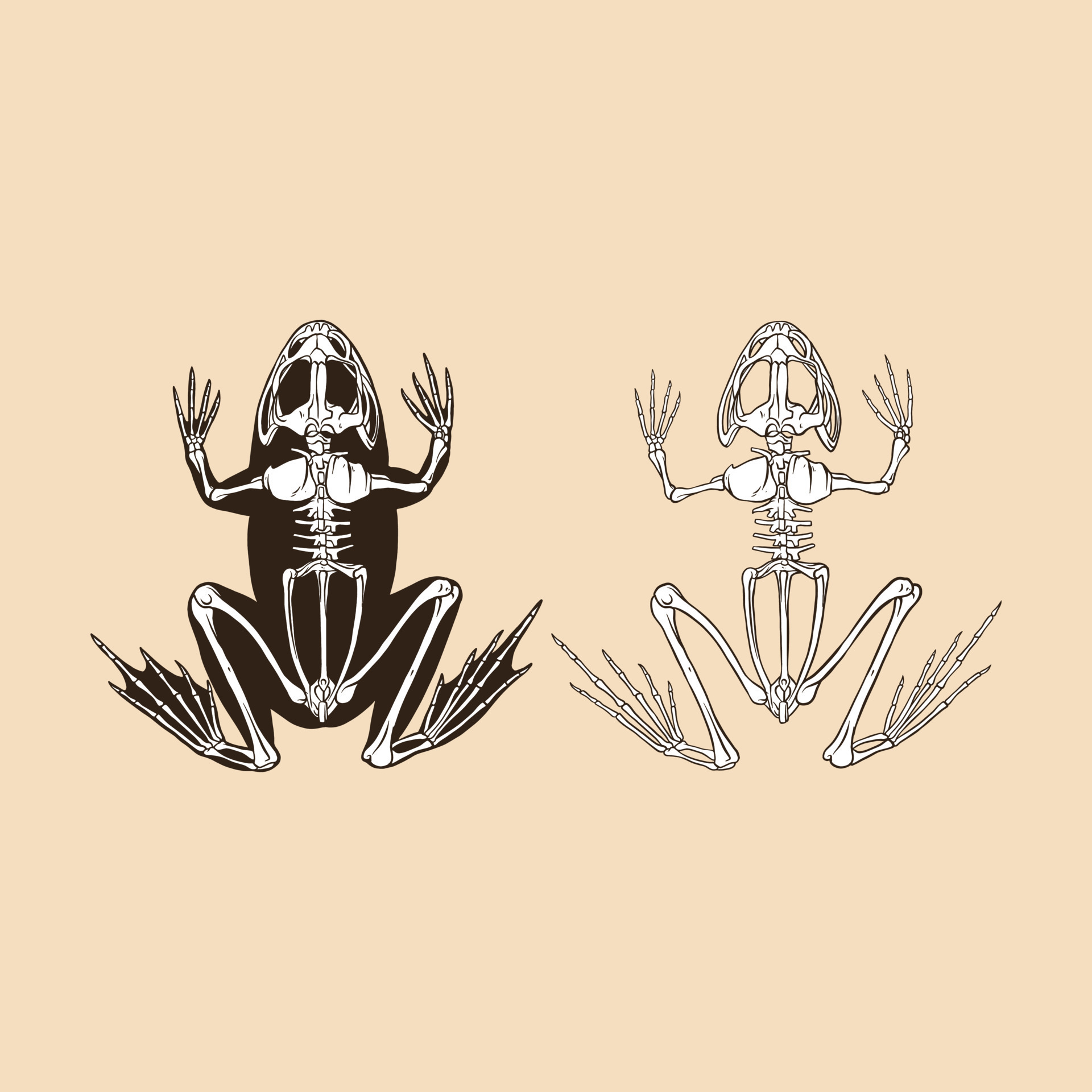 Skeleton frog vector illustration 12761849 Vector Art at Vecteezy
