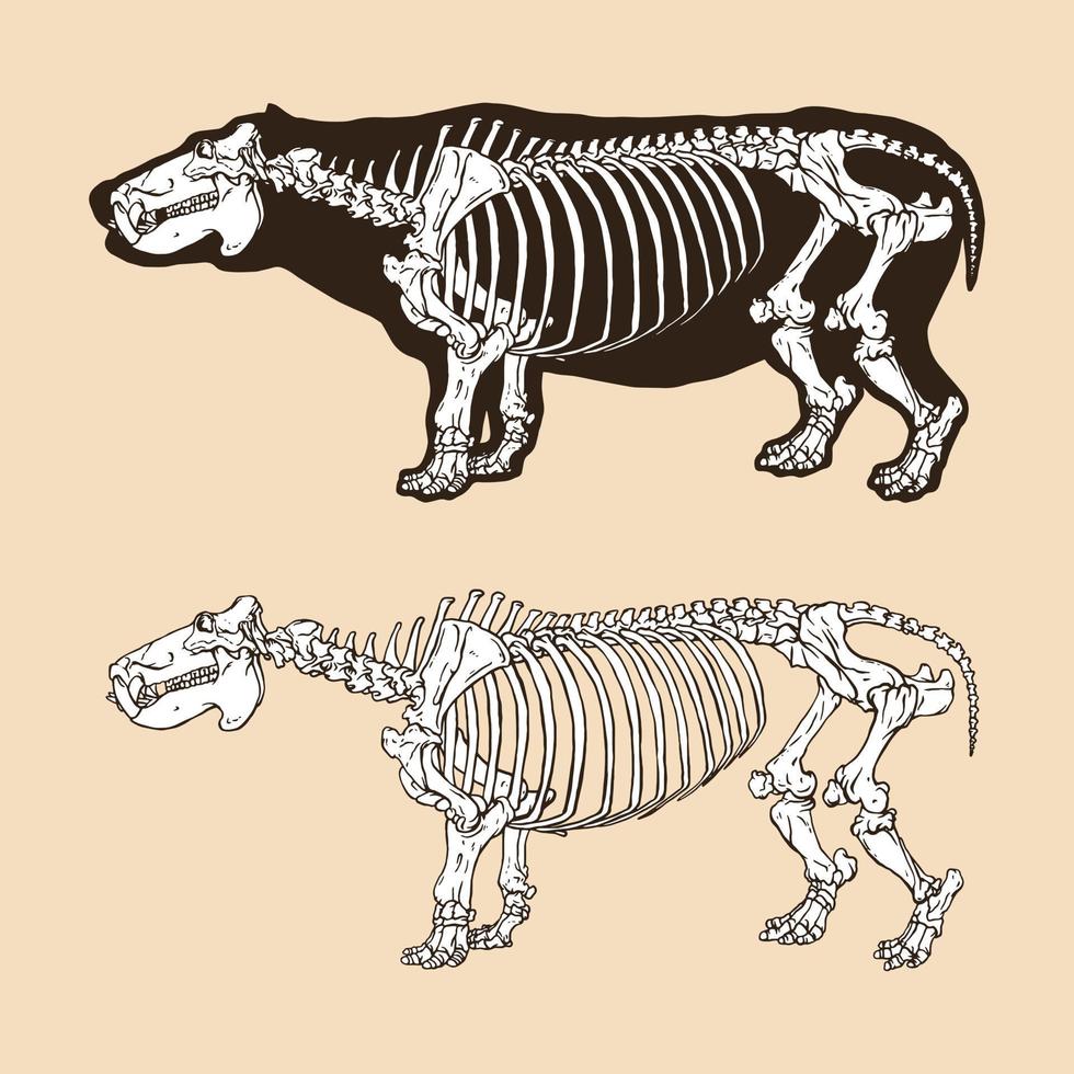 Skeleton hippopotamus vector illustration
