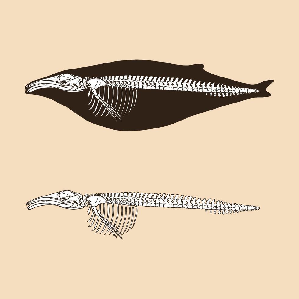 Skeleton humpback whale vector illustration 12761851 Vector Art at Vecteezy