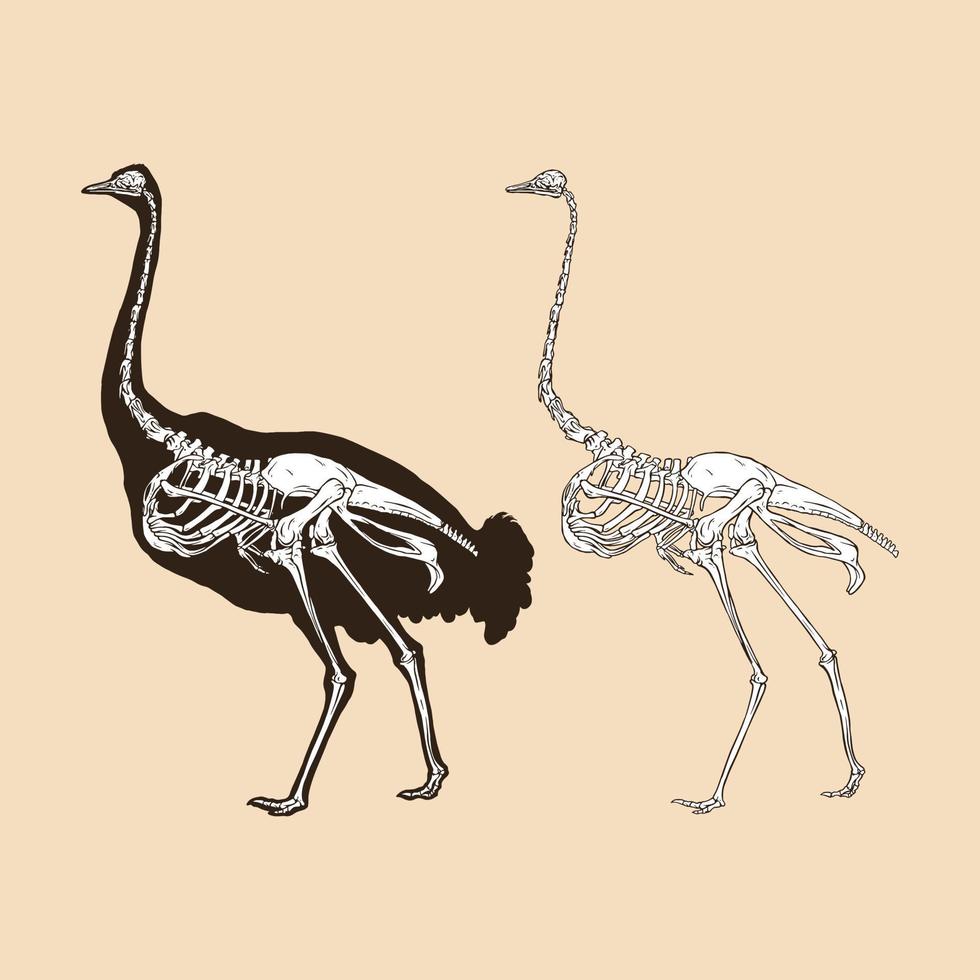 esqueleto, avestruz, vector, ilustración vector
