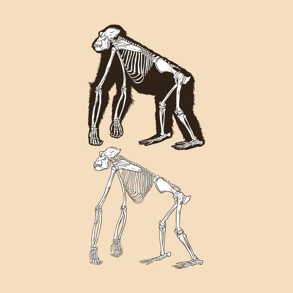 Skeleton orangutan vector illustration