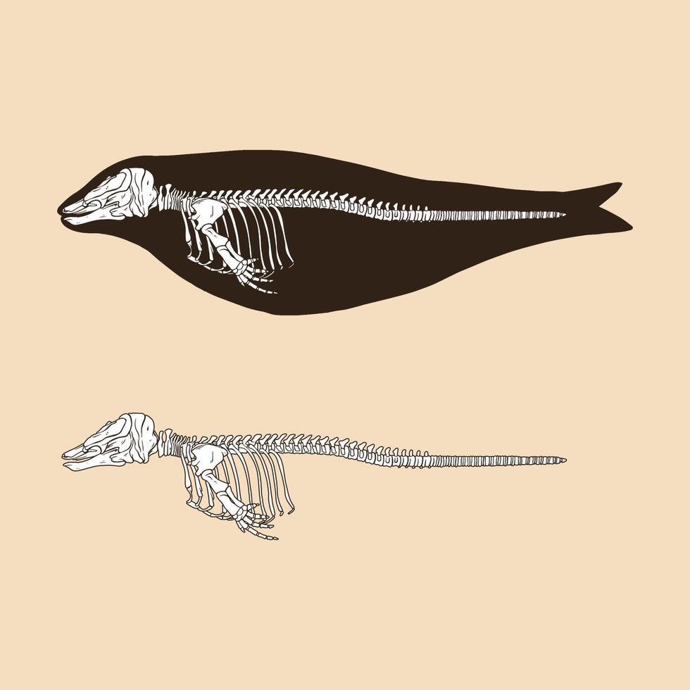 Skeleton narwhal female vector illustration