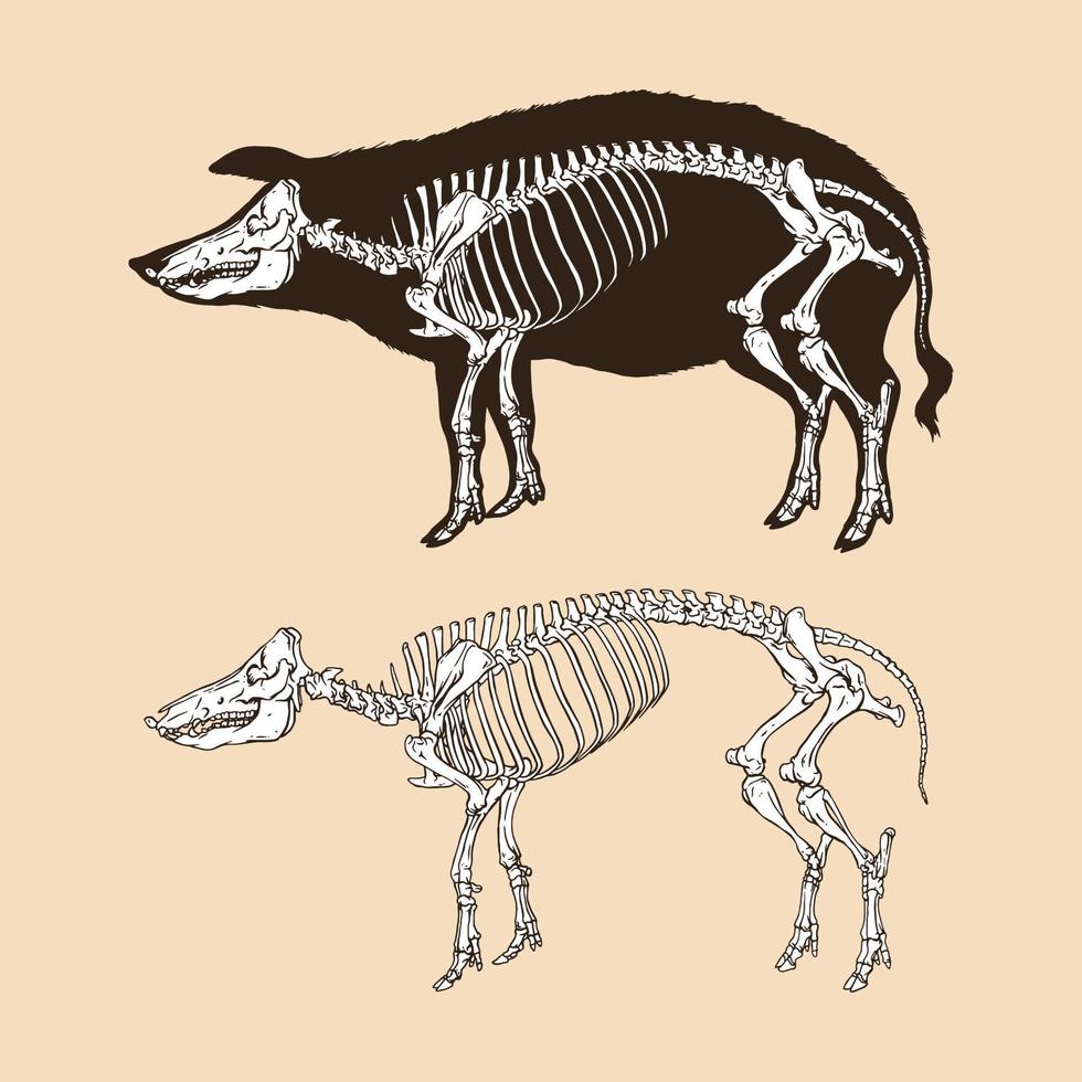 Skeleton pig vector illustration