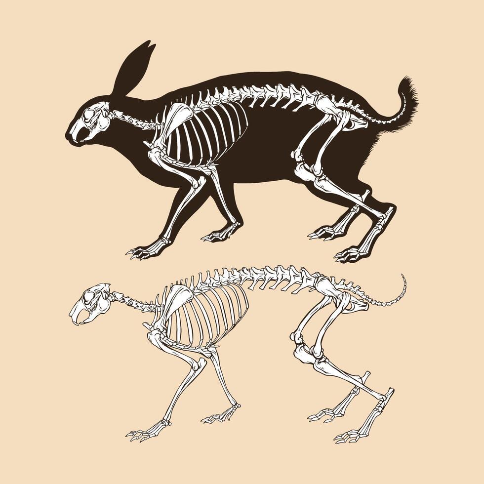 Skeleton rabbit vector illustration