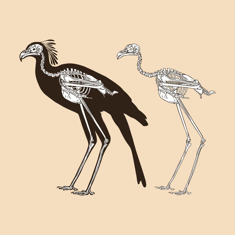 Skeleton secretary bird vector illustration