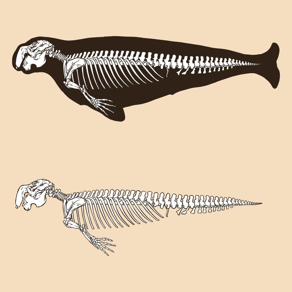 Skeleton dugong vector illustration