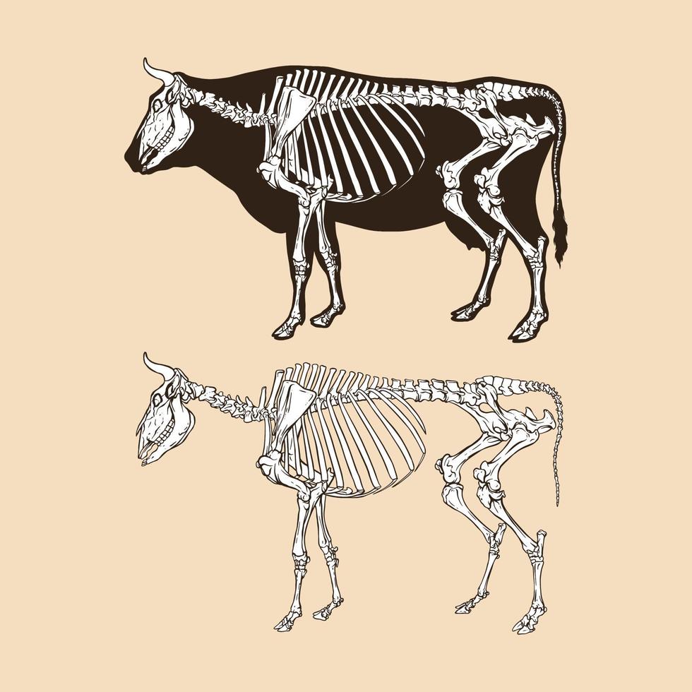 Ilustración de vector de vaca esqueleto