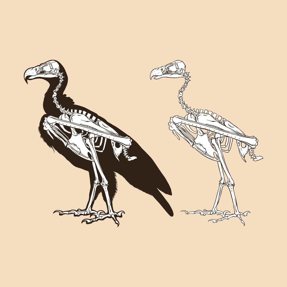 Skeleton vulture vector illustration