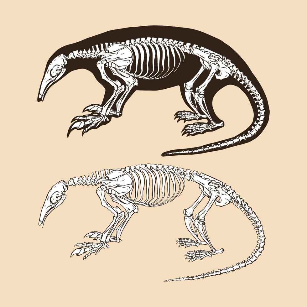 esqueleto norteño tamandua ilustración vectorial vector