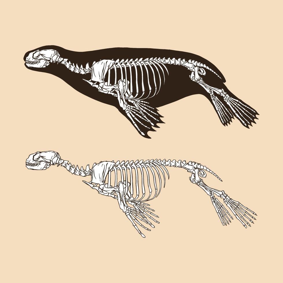 Skeleton sea lion vector illustration