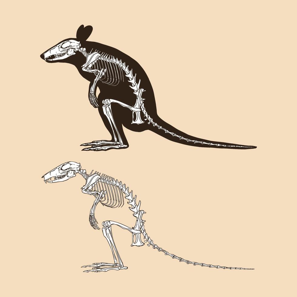 Skeleton wallaby vector illustration