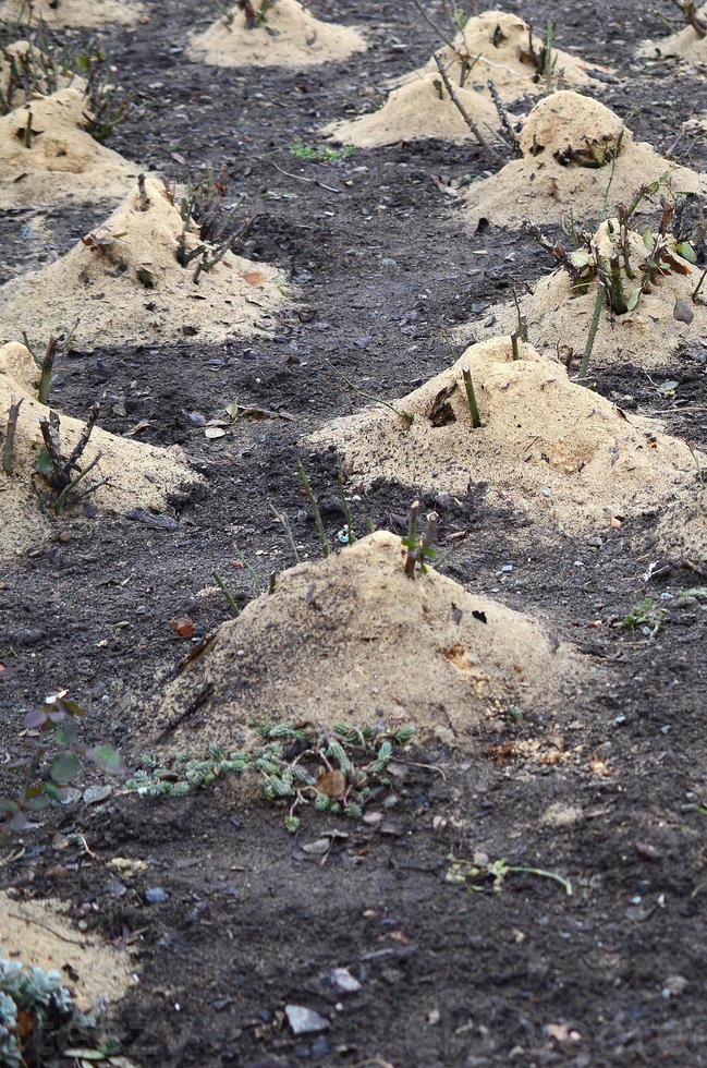 mulching rosales. una gran cantidad de rosales recortados están cubiertos de aserrín de madera y tallos para su conservación en invierno foto