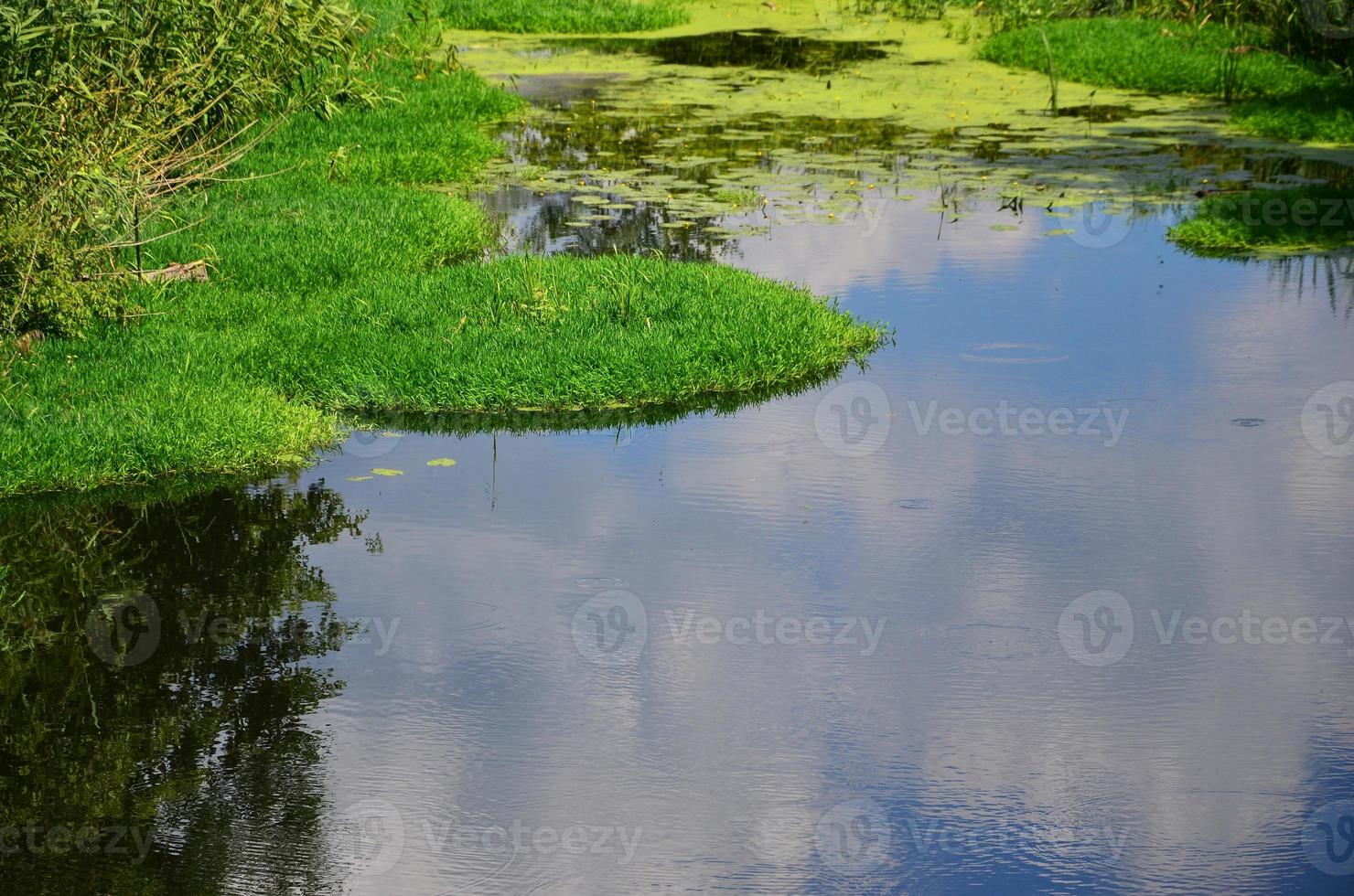 Summer day landscape with a large swamp dotted with green duckweed and marsh vegetation photo