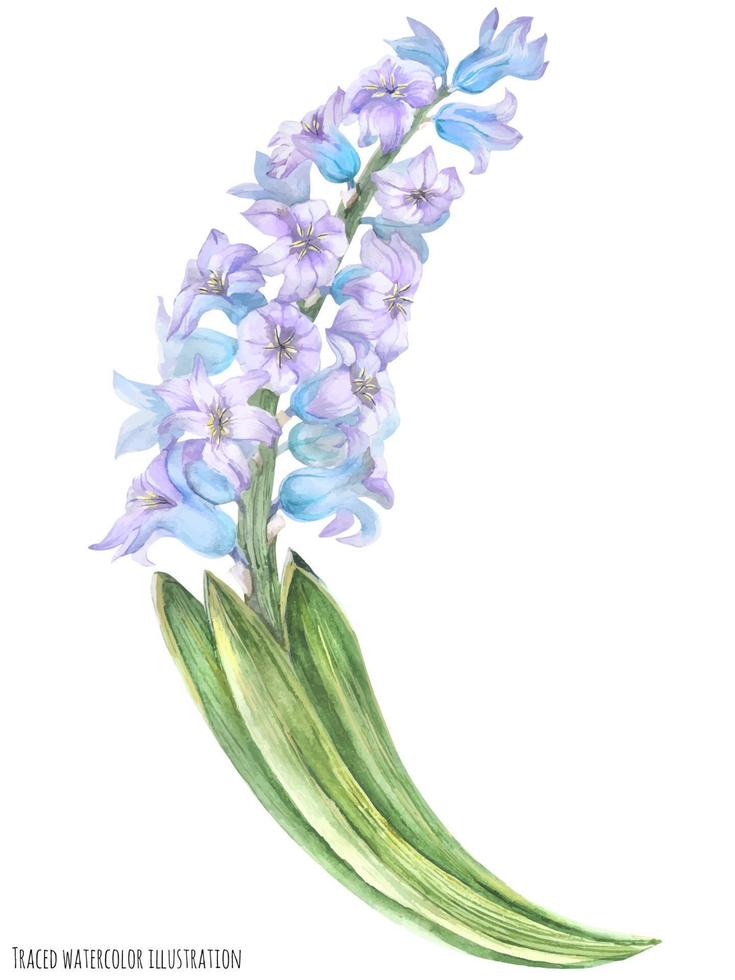 rama de jacinto violeta azul vector