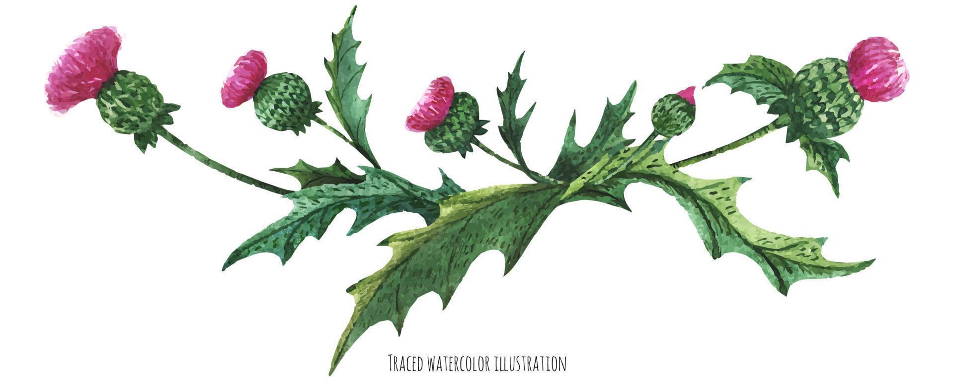Vignette from thistle vector