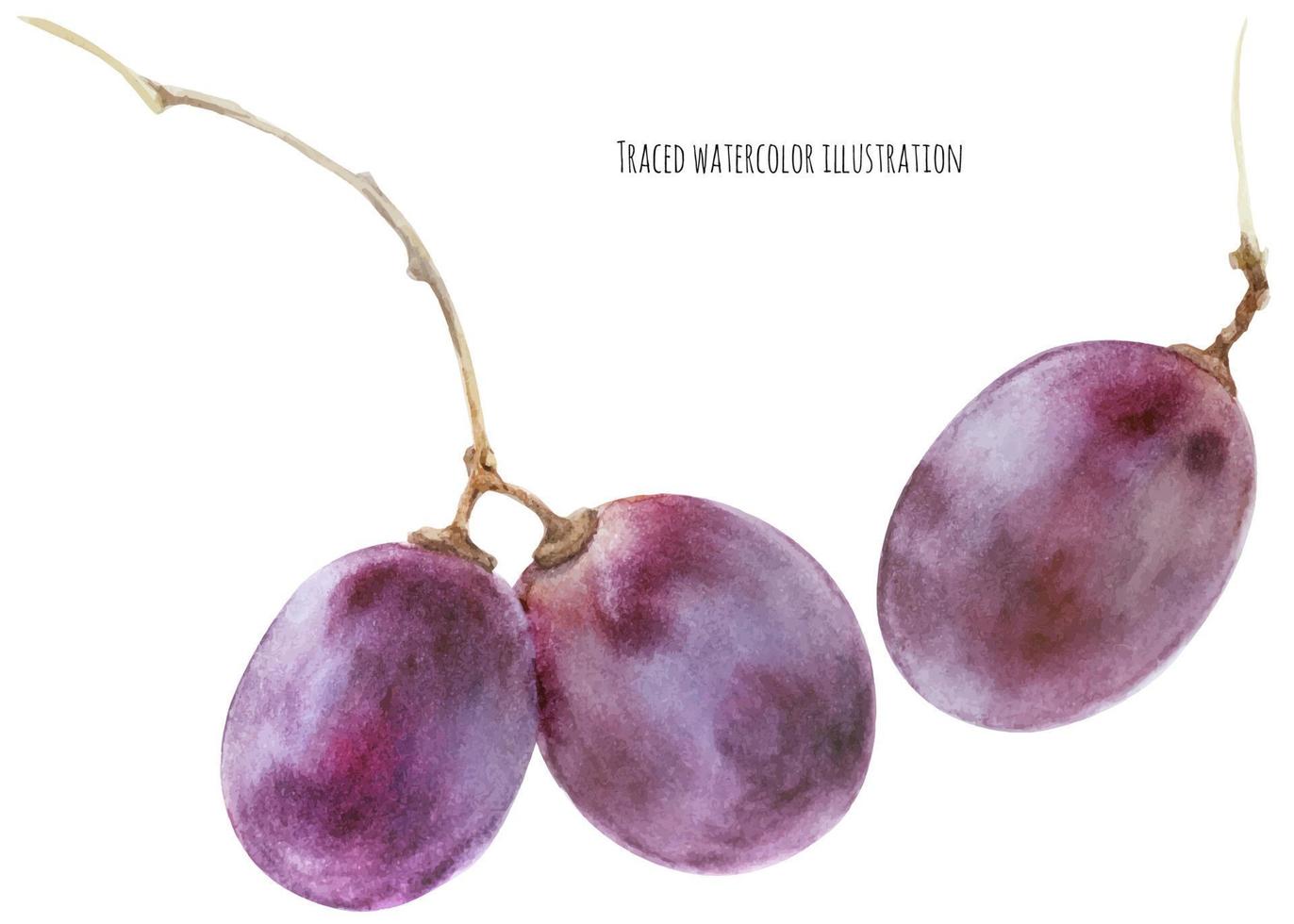 Pinot noir grape vector