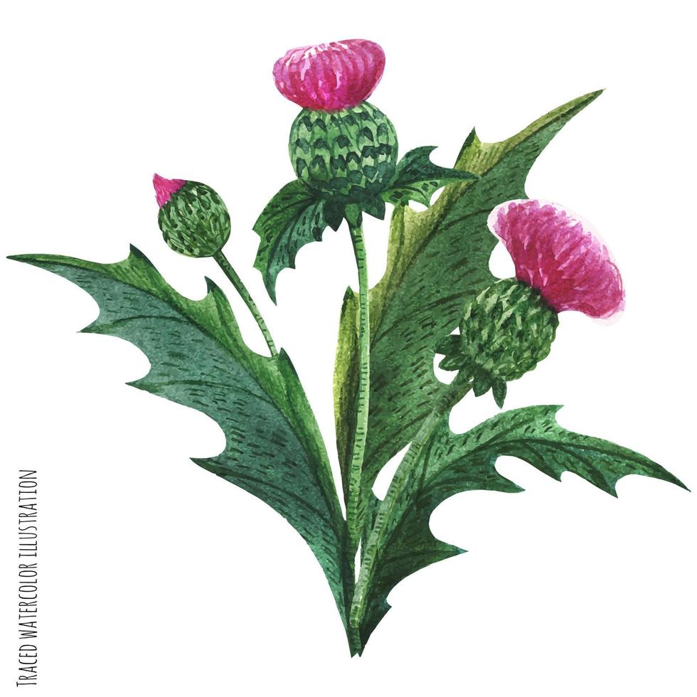 Scottish wild plants boutonniere, thistle bouquet vector