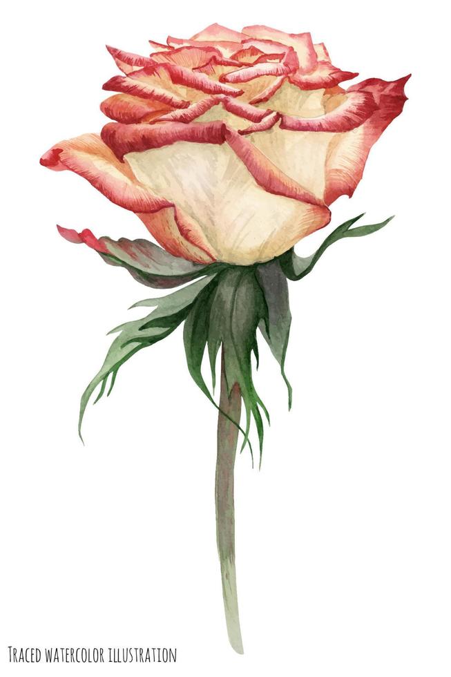 Pale garden rose 12763401 Vector Art at Vecteezy