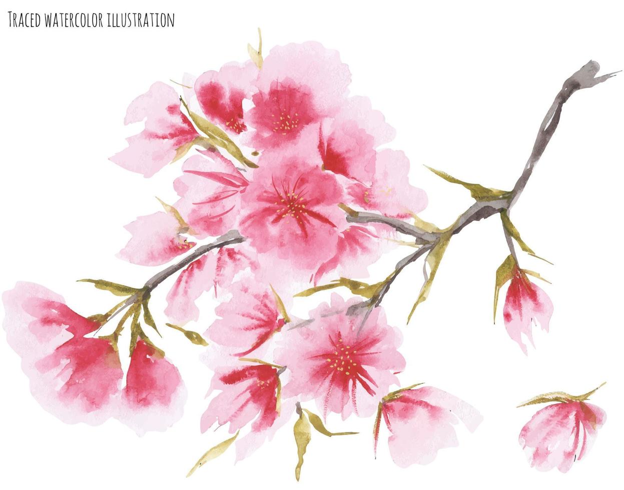 Watercolor cherry blossom vector