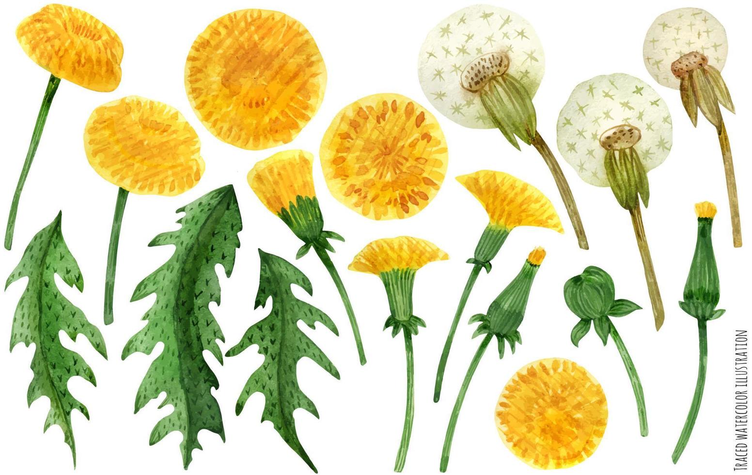 Watercolor dandelion flowers and leaves vector