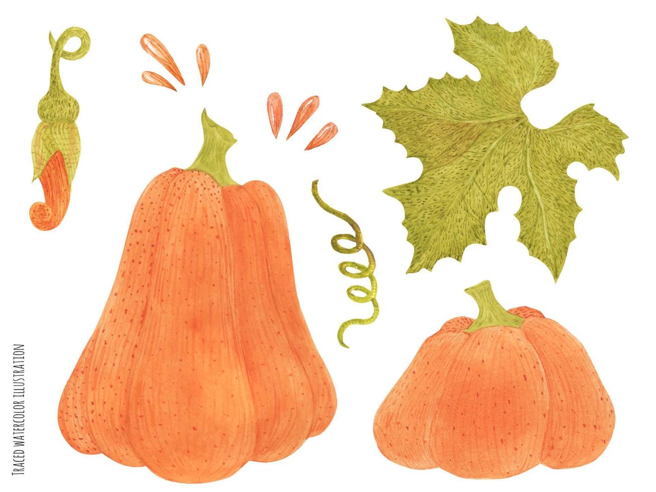 Set of two watercolor pumpkins vector