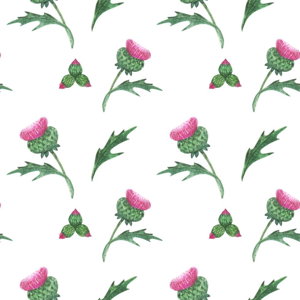 Floral seamless pattern with Scottish wild thistle vector