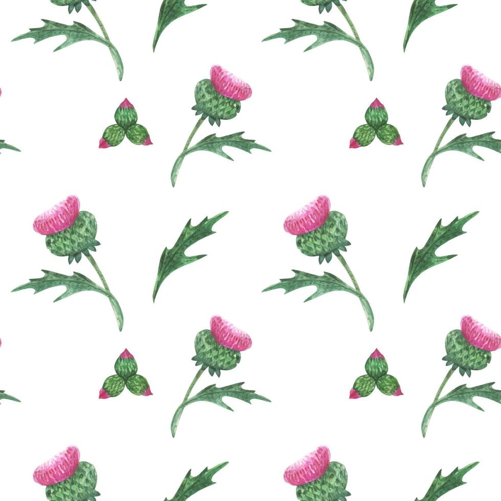 Floral seamless pattern with Scottish wild thistle vector