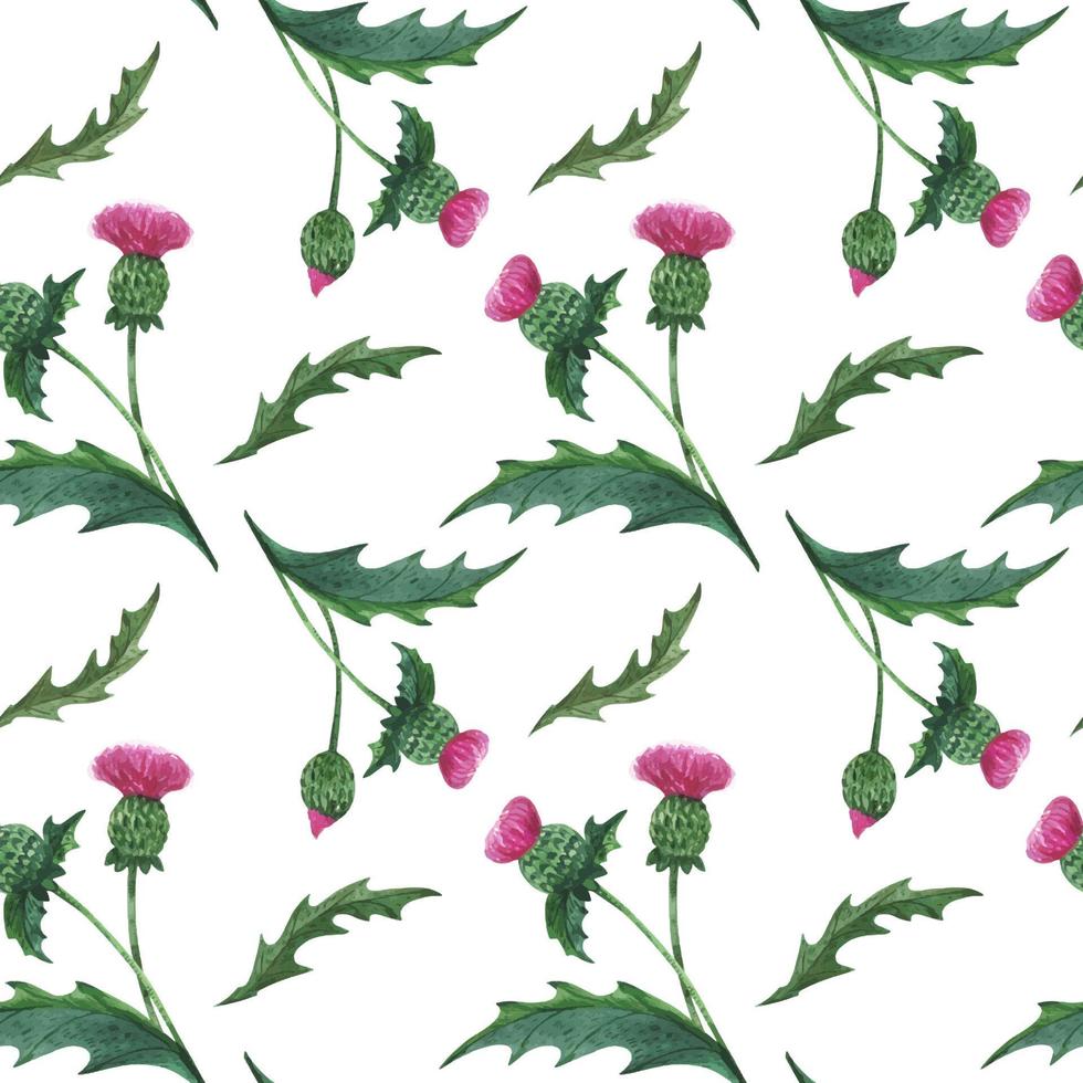 Thistle Flower watercolor seamless pattern vector