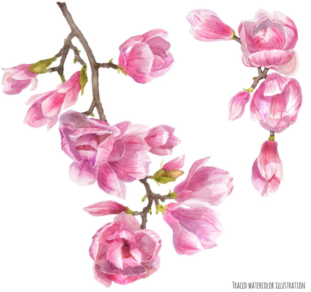 rama de magnolia en flor vector