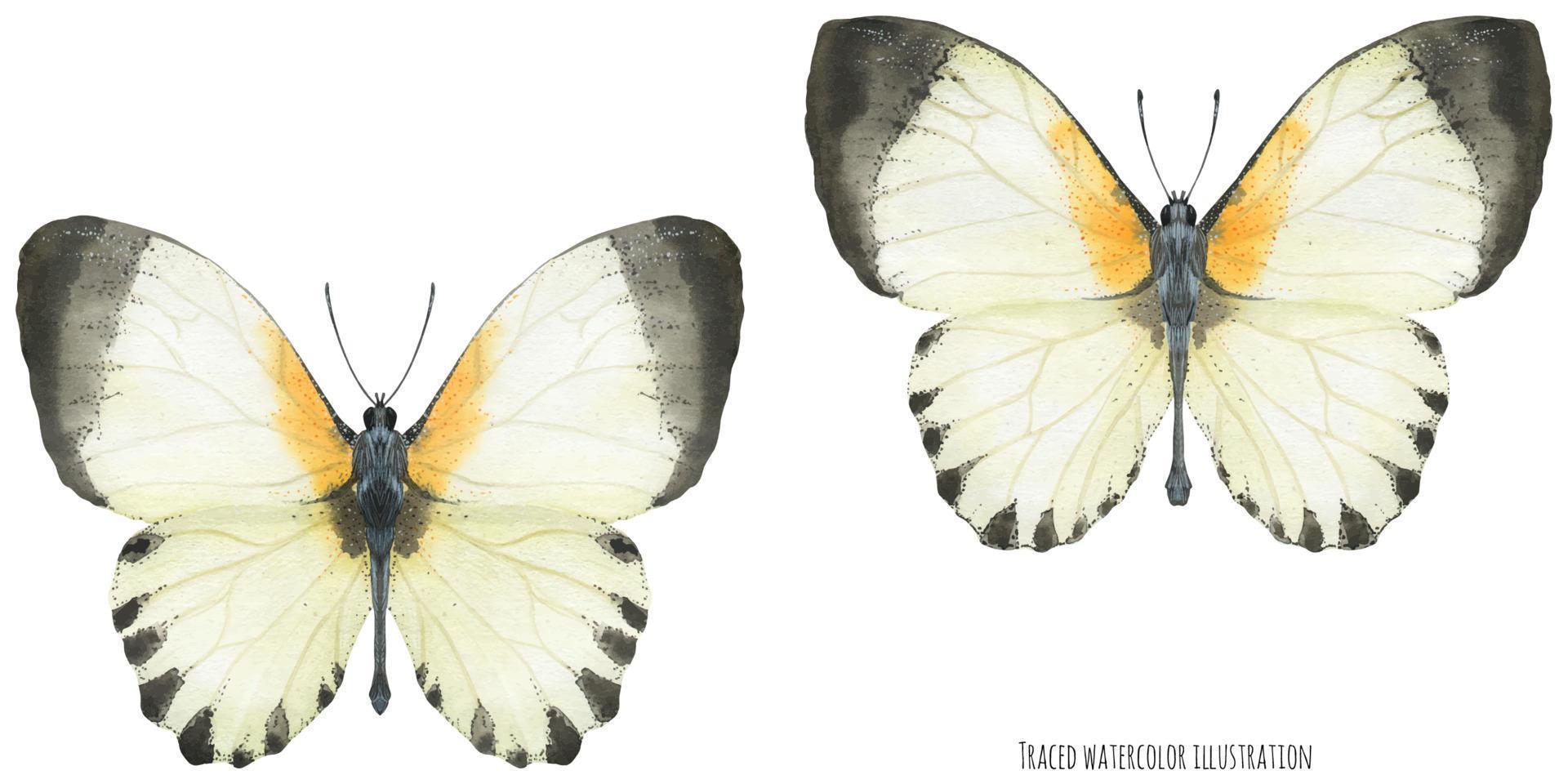 Watercolor Appias butterflies vector