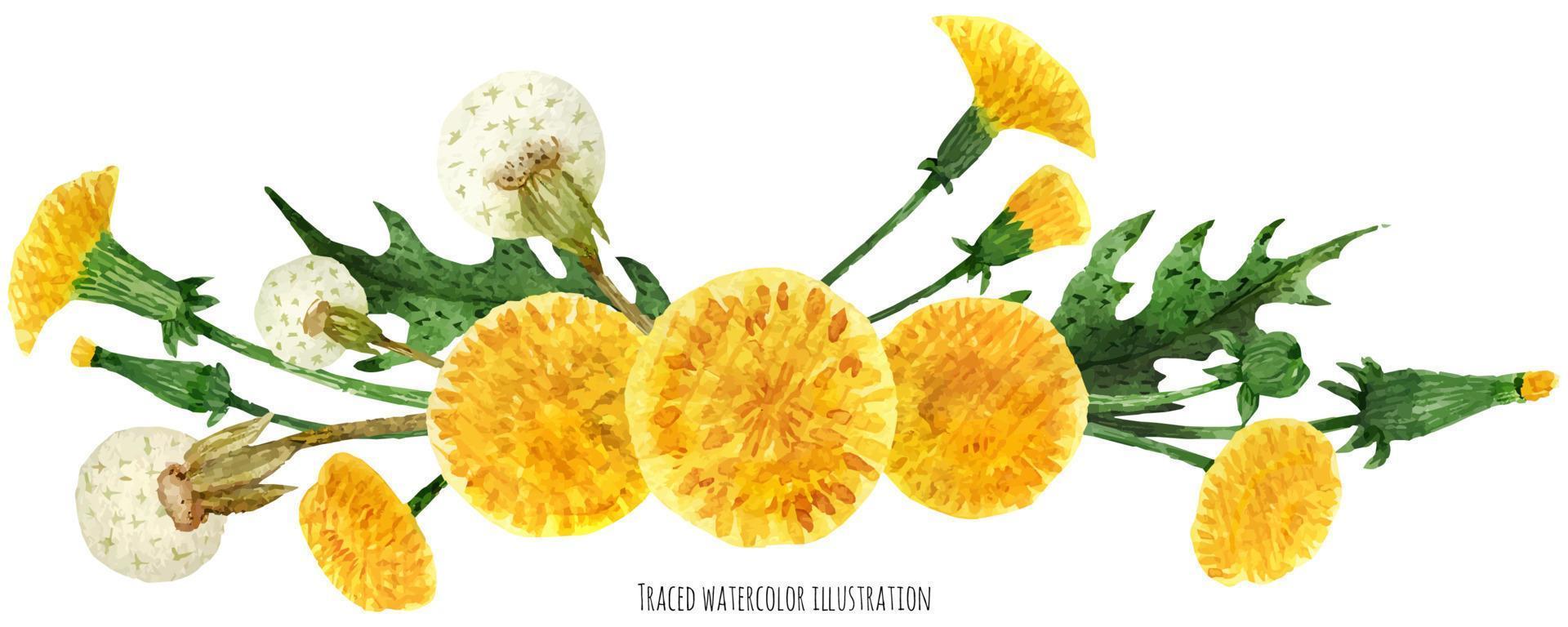 Vignette from yellow dandelion vector