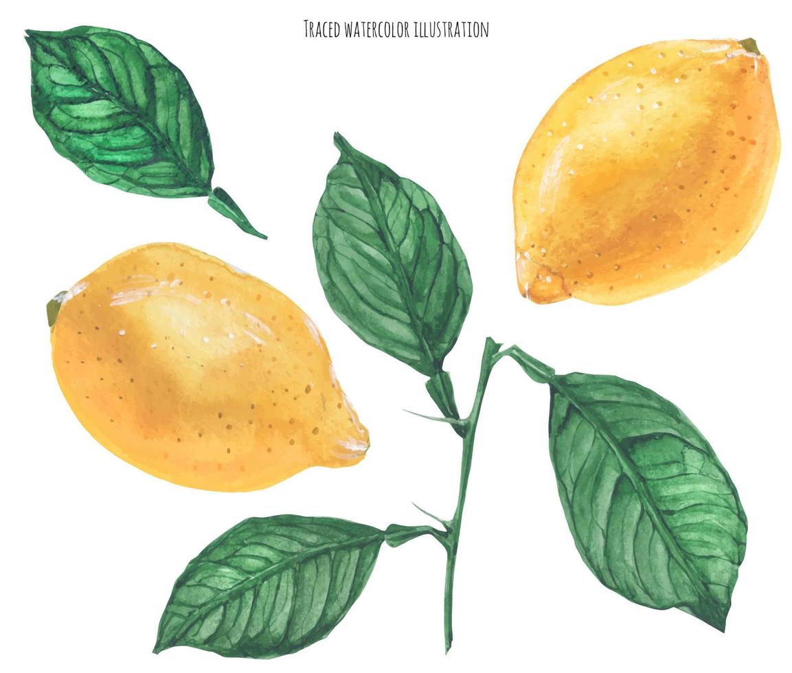 Fresh yellow lemons. Fruits and leaves vector