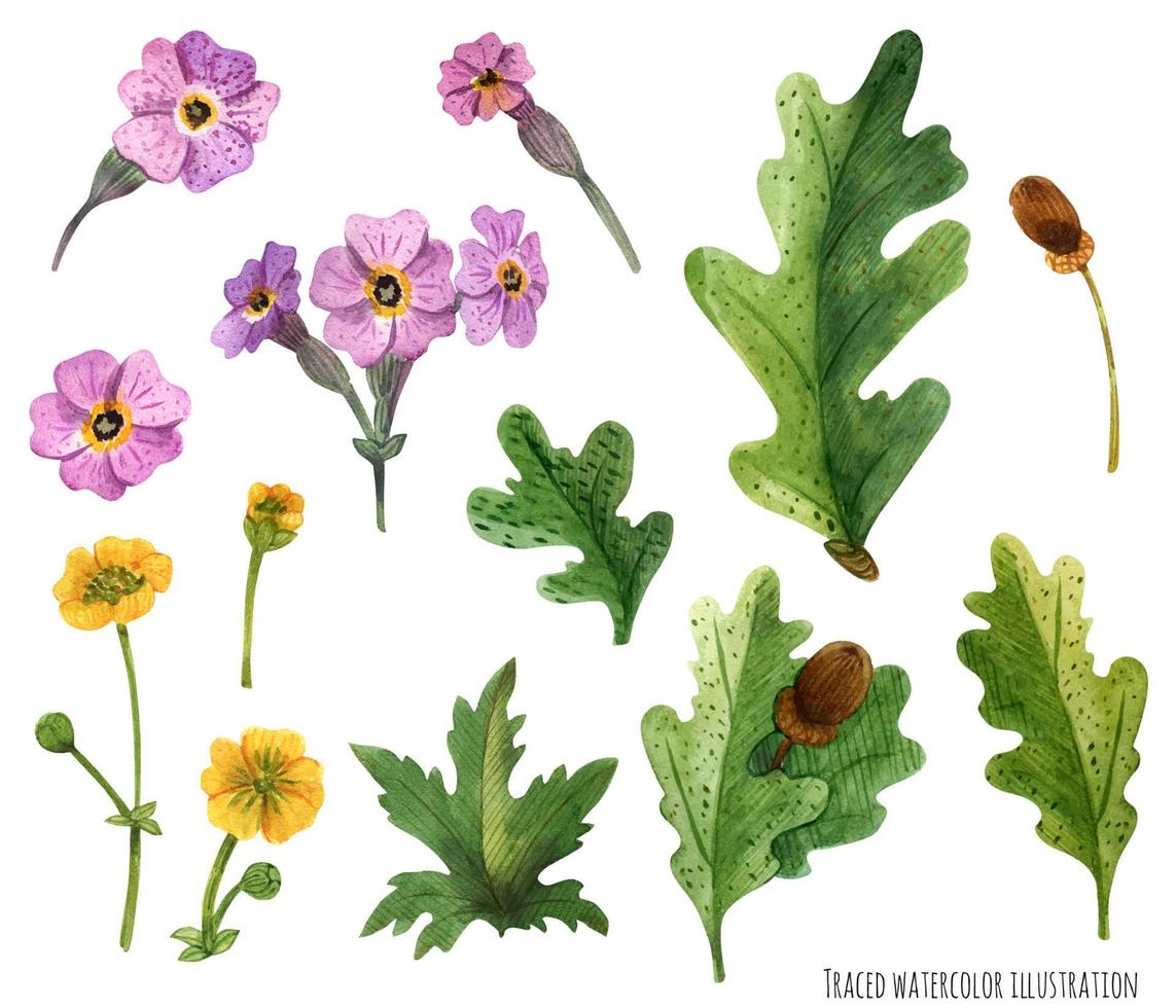 Watercolor plants of Scotland vector