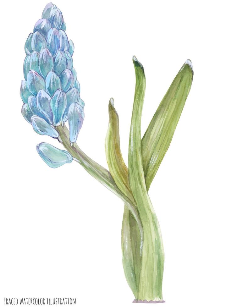 Blue Hyacinth flowers vector