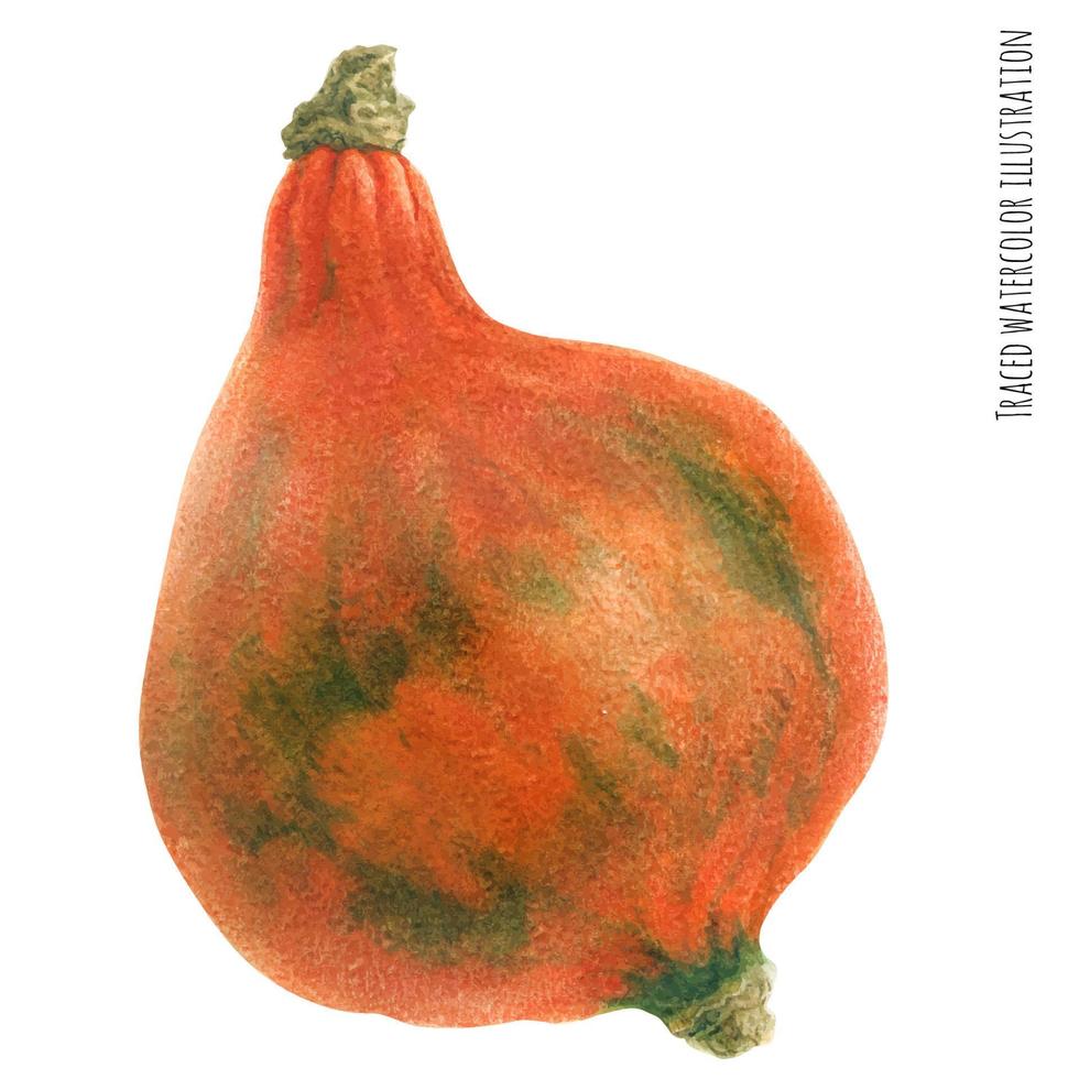 calabaza naranja clásica vector