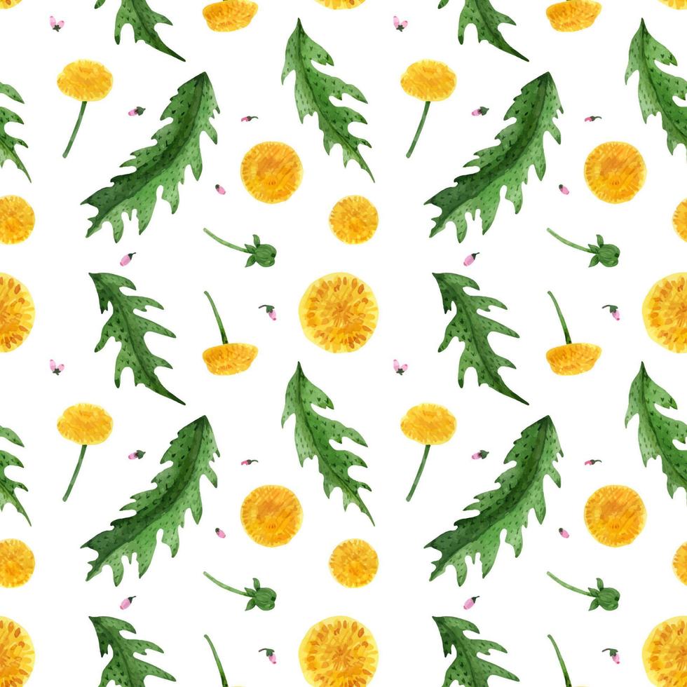 Floral seamless pattern with wild dandelion vector