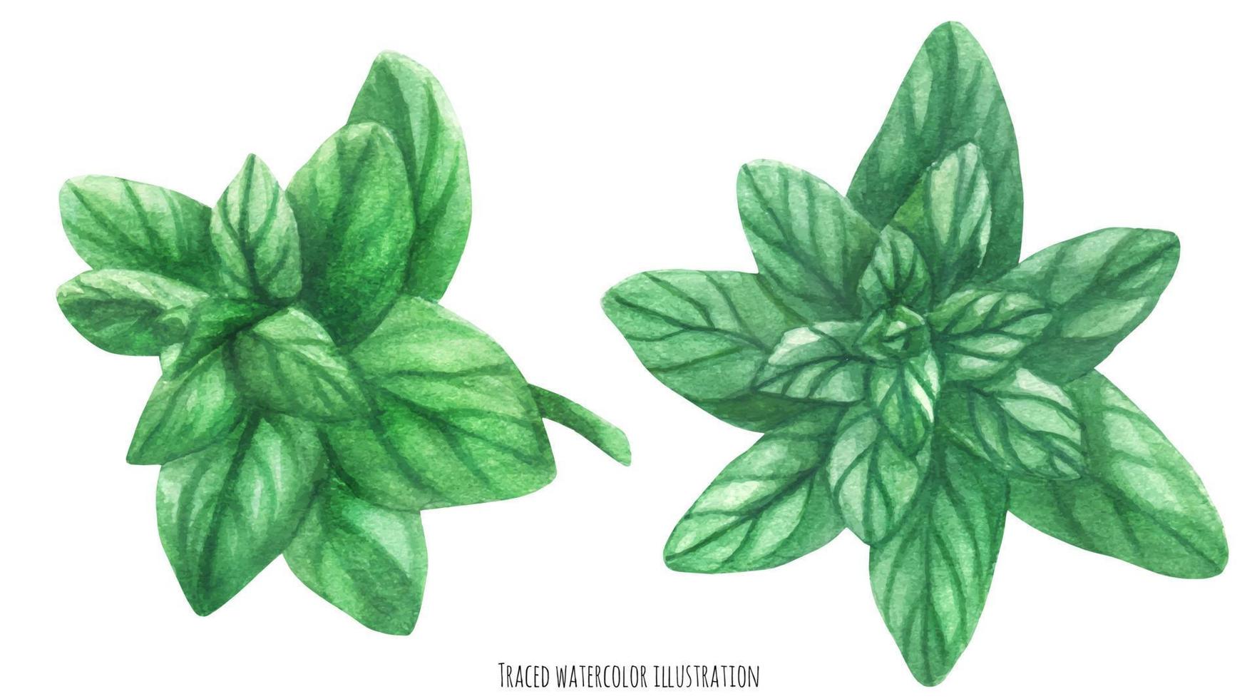 ramitas verdes frescas de mejorana, acuarela botánica vector