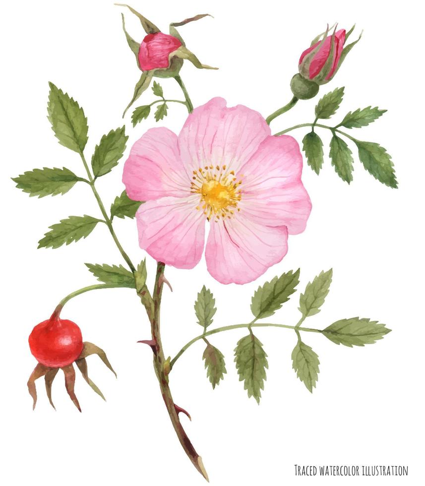 Watercolor illustration Wild Rose vector