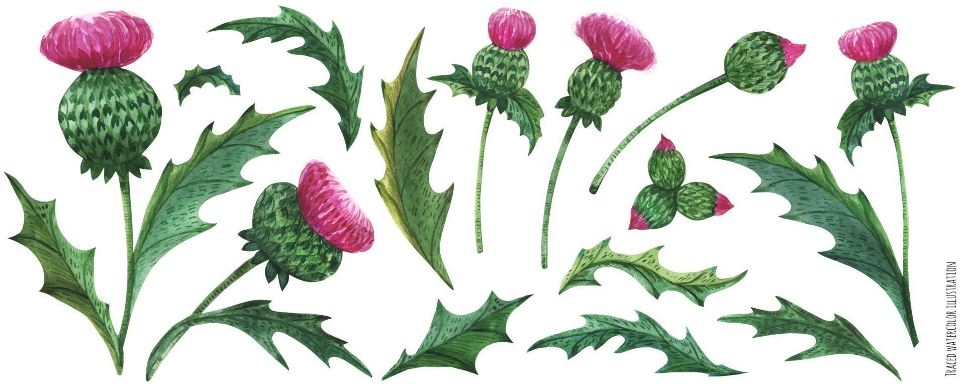 Watercolor thistle flowers and leaves vector