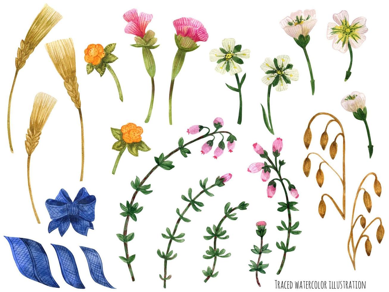 Watercolor plants of Scotland vector