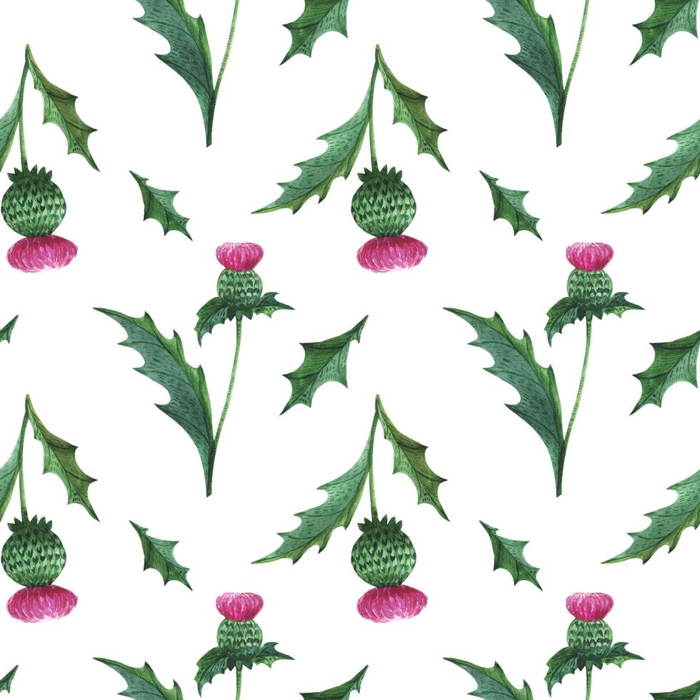 Thistle Flower watercolor seamless pattern vector