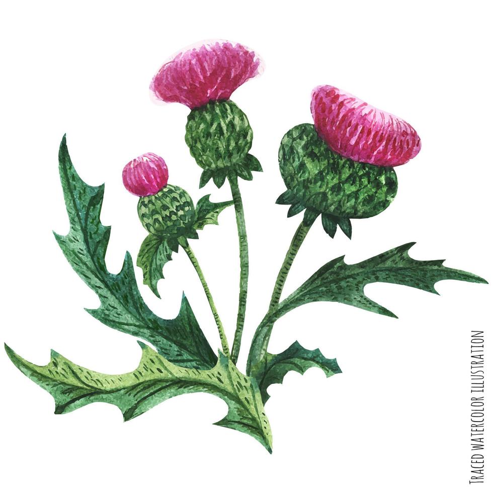 Scottish wild plants boutonniere, thistle bouquet vector