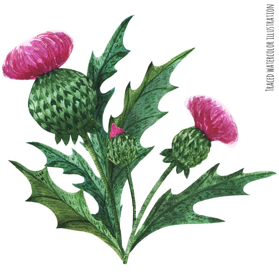 Scottish wild plants boutonniere, thistle bouquet vector